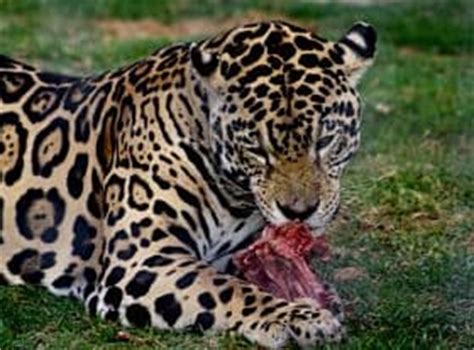 que come el jaguar mexicano